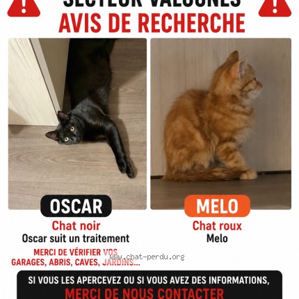 Photo 1/1 oscar Chat perdu à Valognes