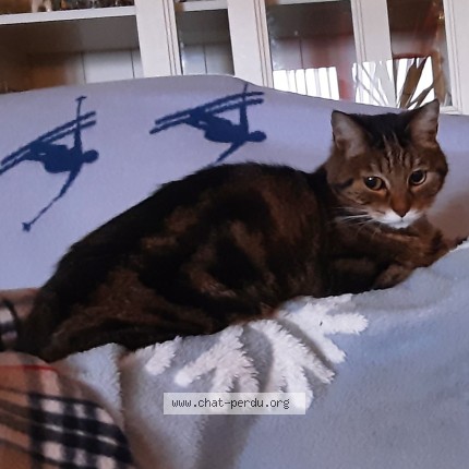 Photo 1/1 Chat retrouvé Perdu à Nogent Sur Marne