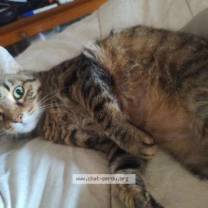 Photo de chat perdu à Saulchery