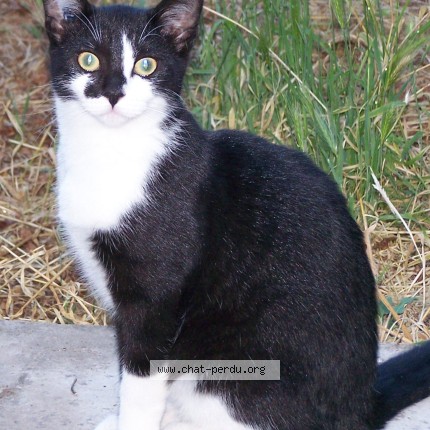 Photo 1/1 Chat retrouvé Perdu à Raizeux