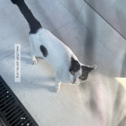 Photo 1/1 Chat trouvé Trouvé à Enghien Les Bains