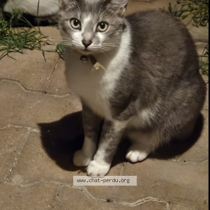 Photo 1/2 Chat retrouvé Perdu à Estrablin