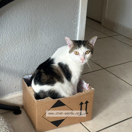 Photo 1/1 pistache Chat perdu à Narbonne