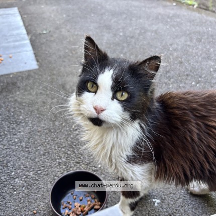 Photo 1/1 Chat trouvé Trouvé à Rosselange