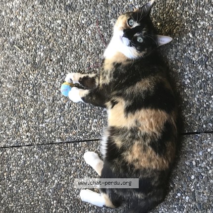 Photo 1/1 Chat retrouvé Perdu à Colomiers
