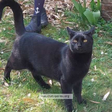 Photo 1/1 Chat retrouvé Perdu à Saint Maur Des Fosses