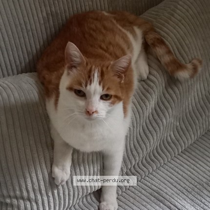 Photo 1/1 Chat retrouvé Perdu à Lagny Sur Marne
