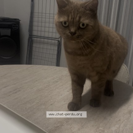 Photo 1/1 FINDIK Chat perdu à Pfastatt