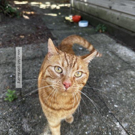 Photo 1/1 Chat trouvé Trouvé à Juvisy Sur Orge