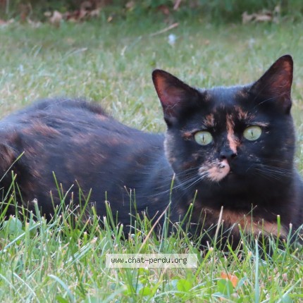 Photo 1/1 caipirina Chat perdu à La Ferte En Ouche