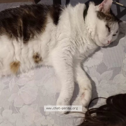 Photo 1/1 Câline Chat perdu à Roubaix