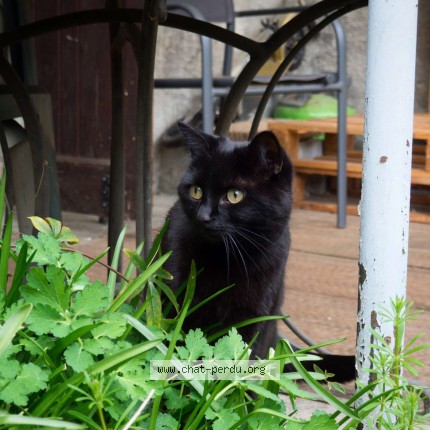 Photo 1/1 Chat retrouvé Perdu à Corenc