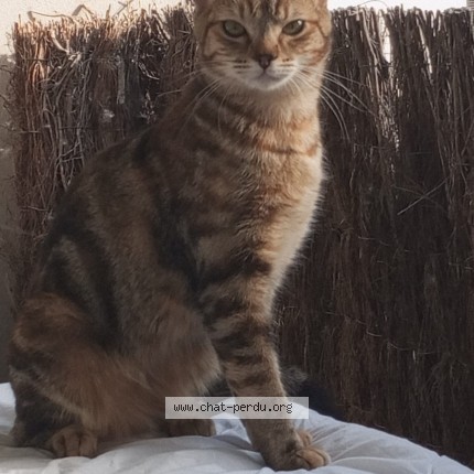 Photo 1/1 Chat retrouvé Perdu à Beauzelle