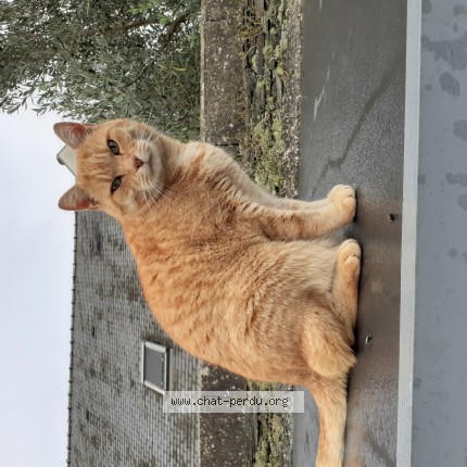 Photo 1/1 Marvin Chat perdu à Angers