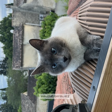 Photo 1/1 Chat retrouvé Perdu à Camaret Sur Aigues
