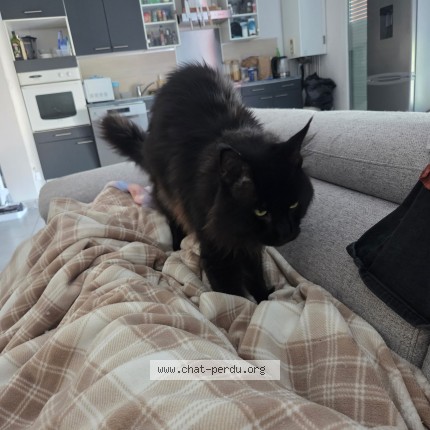 Photo de chat perdu à Varces Allieres Et Risset