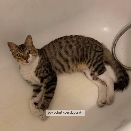 Photo de chat perdu à Buxerolles