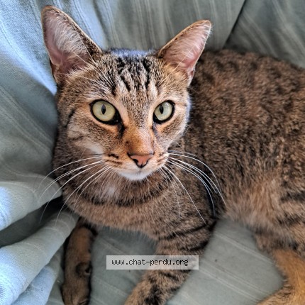 Photo de chat perdu à Toulouse