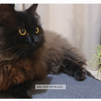 Photo 1/1 Baghera Chat perdu à Sarrians
