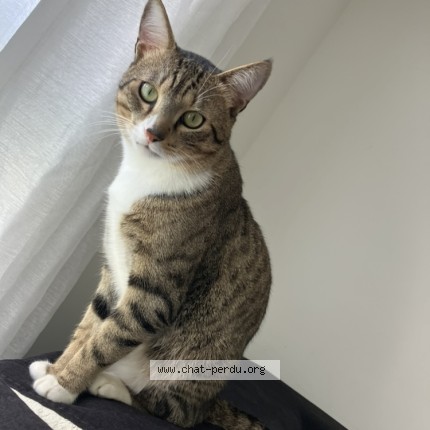 Photo 1/1 Chat retrouvé Perdu à Poissy