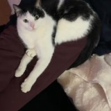 mimi