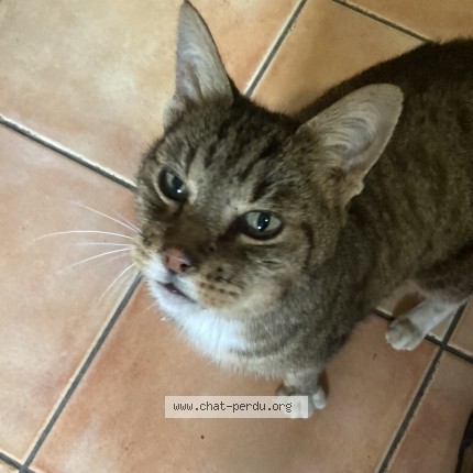 Photo de chat perdu à Castelnau Le Lez