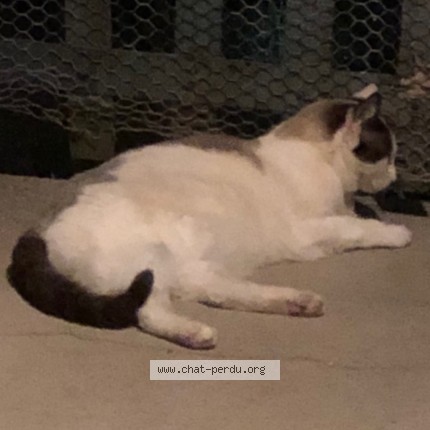 Photo de chat trouvé à Brissac