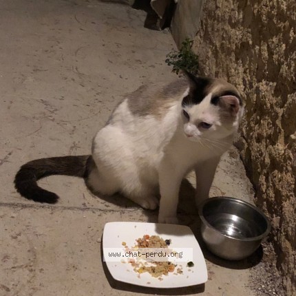 Photo 2/4 Chat trouvé Trouvé à Brissac
