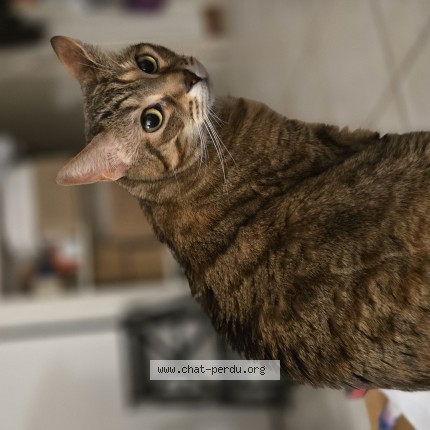 Photo 1/1 Chat retrouvé Perdu à Rennes