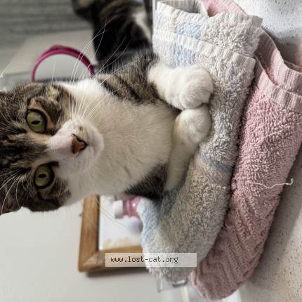 Photo 2/2 tiffany Chat perdu à Edmonton