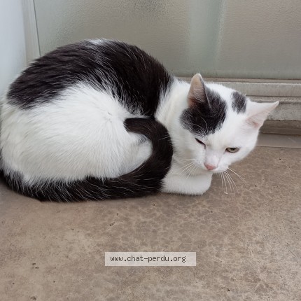 Photo 1/1 Chat trouvé Trouvé à Rennes