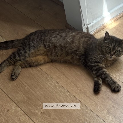 Photo 1/2 juna Chat perdu à Boulogne Sur Mer