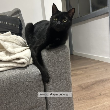 Photo 1/1 Chat retrouvé Perdu à Toulouse