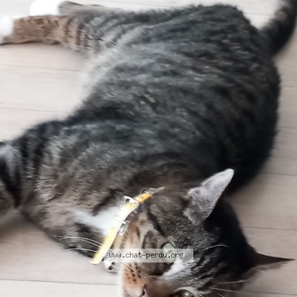 Photo 1/1 papatte Chat perdu à Roubaix