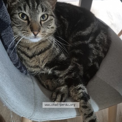 Photo 1/1 Chat retrouvé Perdu à Malause