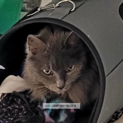 Photo 1/1 Chat retrouvé Perdu à Montpellier
