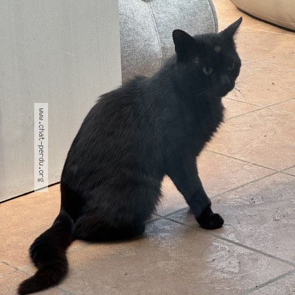 Photo 1/1 Chat trouvé Trouvé à Valenciennes