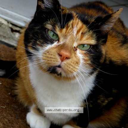 Photo de chat perdu à Pontavert