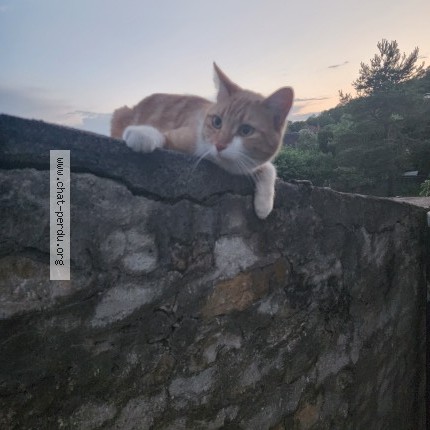 Photo 1/1 Chat trouvé Trouvé à Vermenton