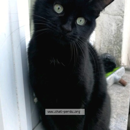 Photo 1/1 Prunelle Chat perdu à Bruxelles