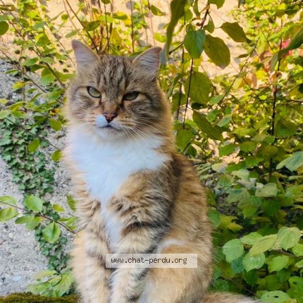 Photo 1/1 Chat retrouvé Perdu à Villemoirieu