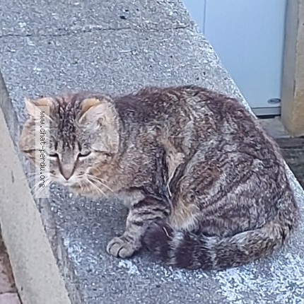 Photo 1/1 Chat trouvé Trouvé à Saint Pere