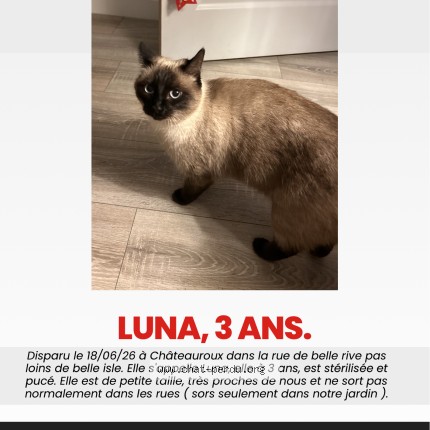 Photo 1/1 Luna Chat perdu à Chateauroux