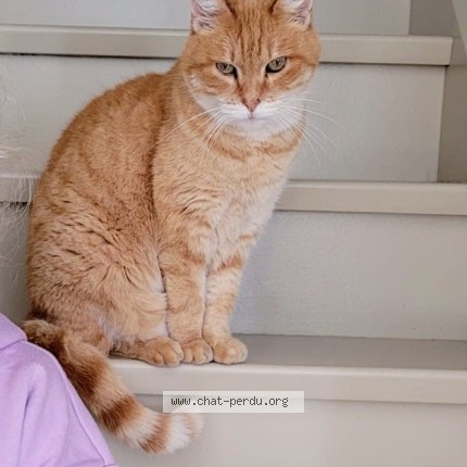 Photo 1/1 Léo Chat perdu à Brignais
