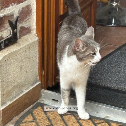 Photo 1/1 Atchoum Chat perdu à Ablain Saint Nazaire