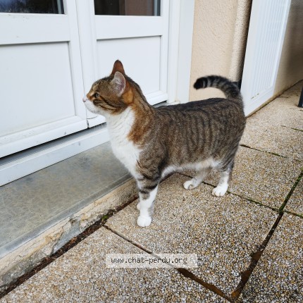 Photo 1/1 Pixel Chat perdu à Jardin