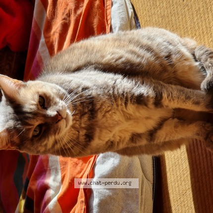 Photo 1/1 Peluche Chat perdu à Nebian