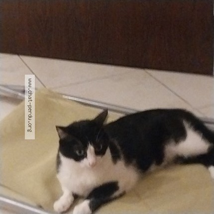 Photo 1/1 Chat retrouvé Perdu à Chennevieres Sur Marne