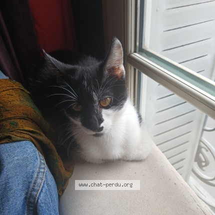 Photo 1/2 OREO Chat perdu à Paris 13