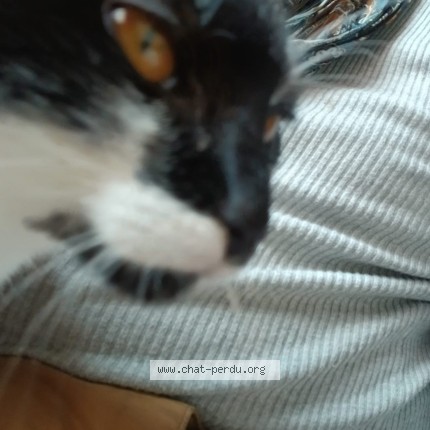 Photo 2/2 OREO Chat perdu à Paris 13